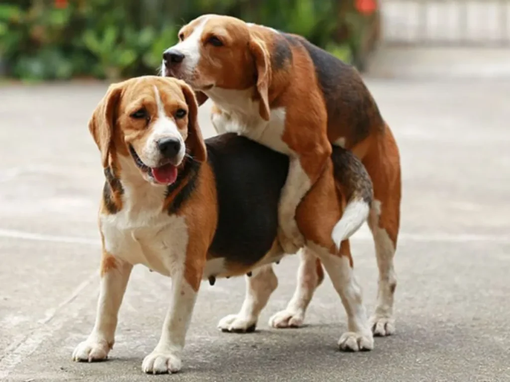 Dogs Having Sex Dream Meaning