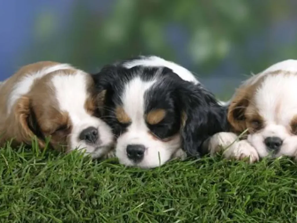 Dog Having Sex in Dream