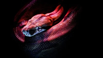 Chased by Snakes