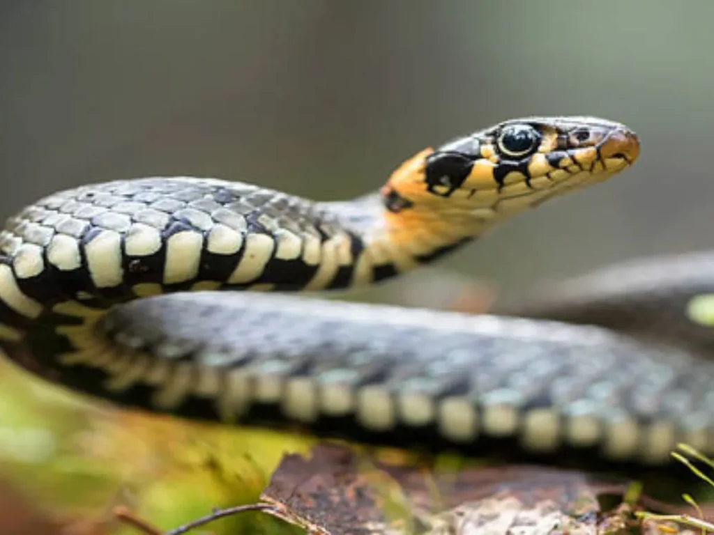 Killing Snakes in a Dream Meaning